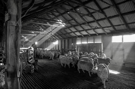 Steam Plains Shearing 022491  © Claire Parks Photography